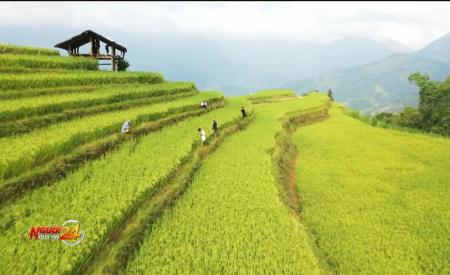   PHÁT TRIỂN NGÀNH 'CÔNG NGHIỆP KHÔNG KHÓI' Ở HOÀNG SU PHÌ